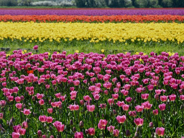 Bretagne Finistère champs de tulipes La Torche